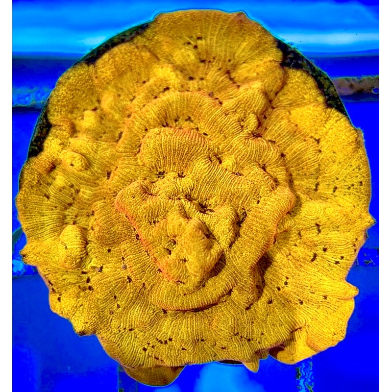 VA 24 K Gold Leptoseris GL051001 WYSIWYG