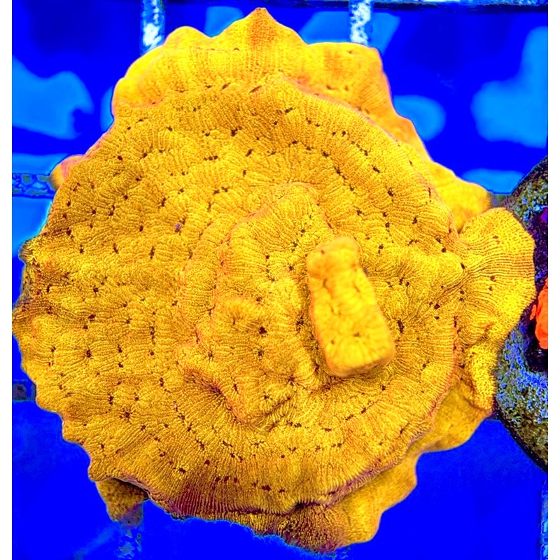 VA 24 K Gold Leptoseris GL051002 WYSIWYG