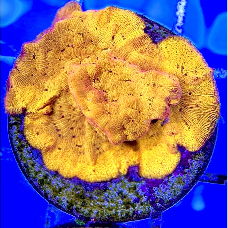 VA 24 K Gold Leptoseris GL051003 WYSIWYG