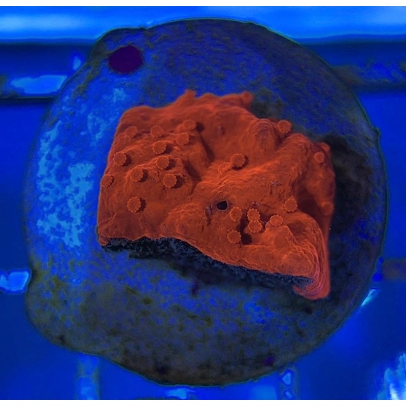 VA Setosa Montipora VSM051001 WYSIWYG