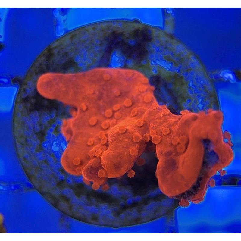 VA Setosa Montipora VSM051002 WYSIWYG