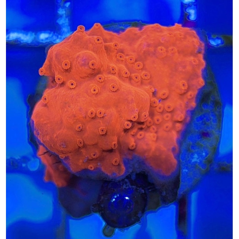 VA Setosa Montipora VSM051003 WYSIWYG