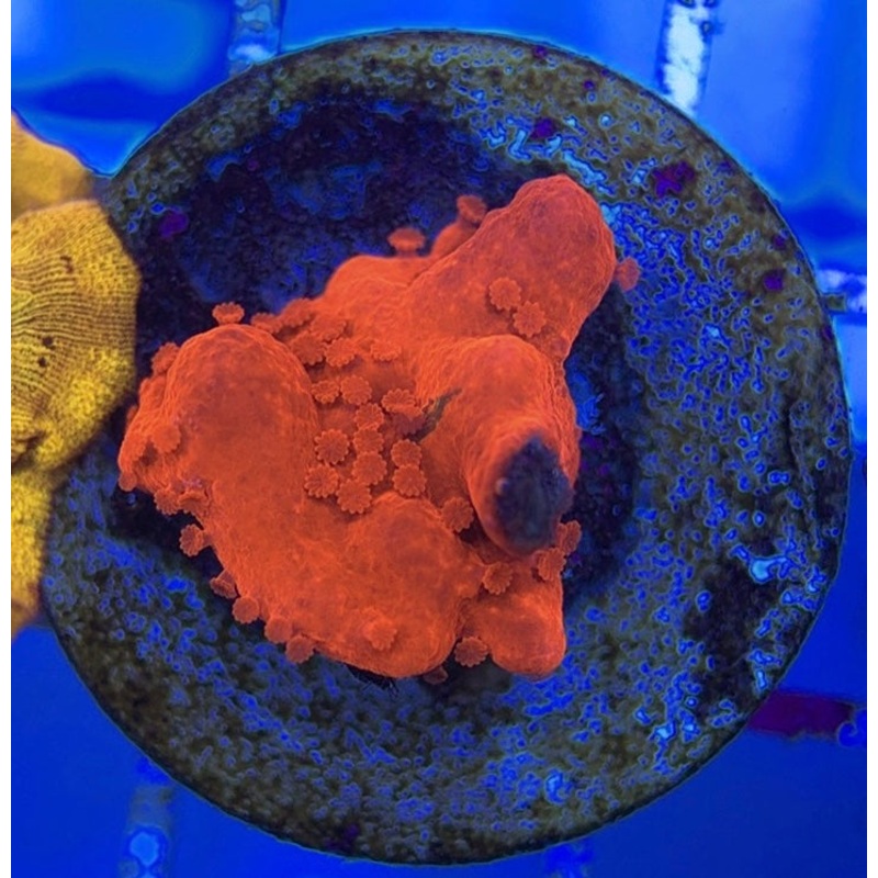 VA Setosa Montipora VSM051004 WYSIWYG