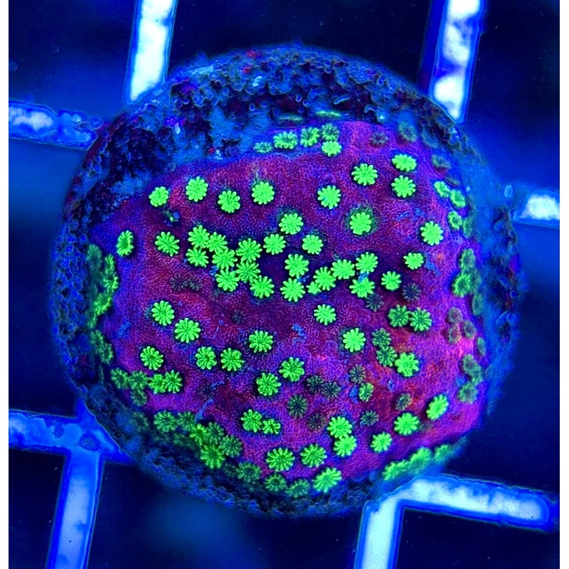 VA Supernatural Montipora