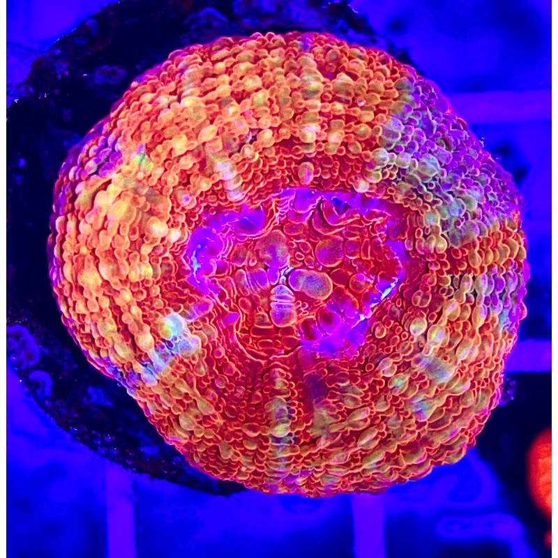Acan Bowerbanki Red