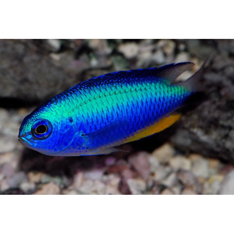 Allen's Damselfish