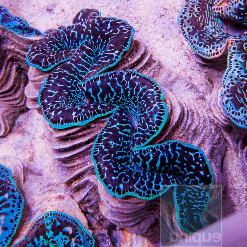 Maxima Ultra Clam Size: Tiny 1.5" or Less