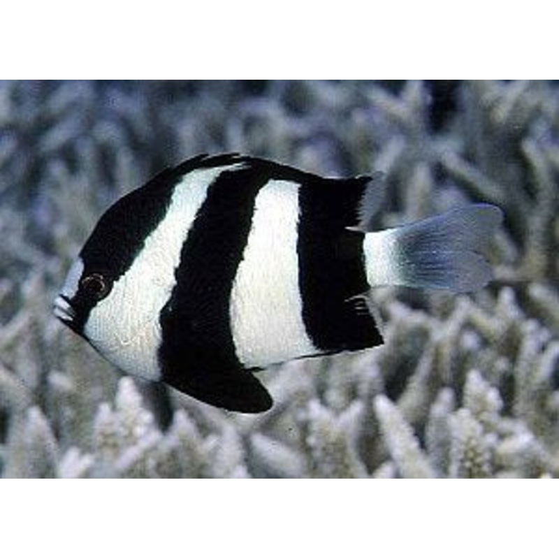 Three Stripe Damselfish