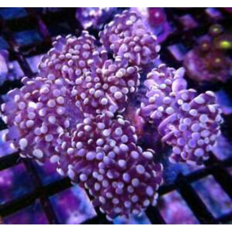 Torch Coral (Purple with Pink Tips)