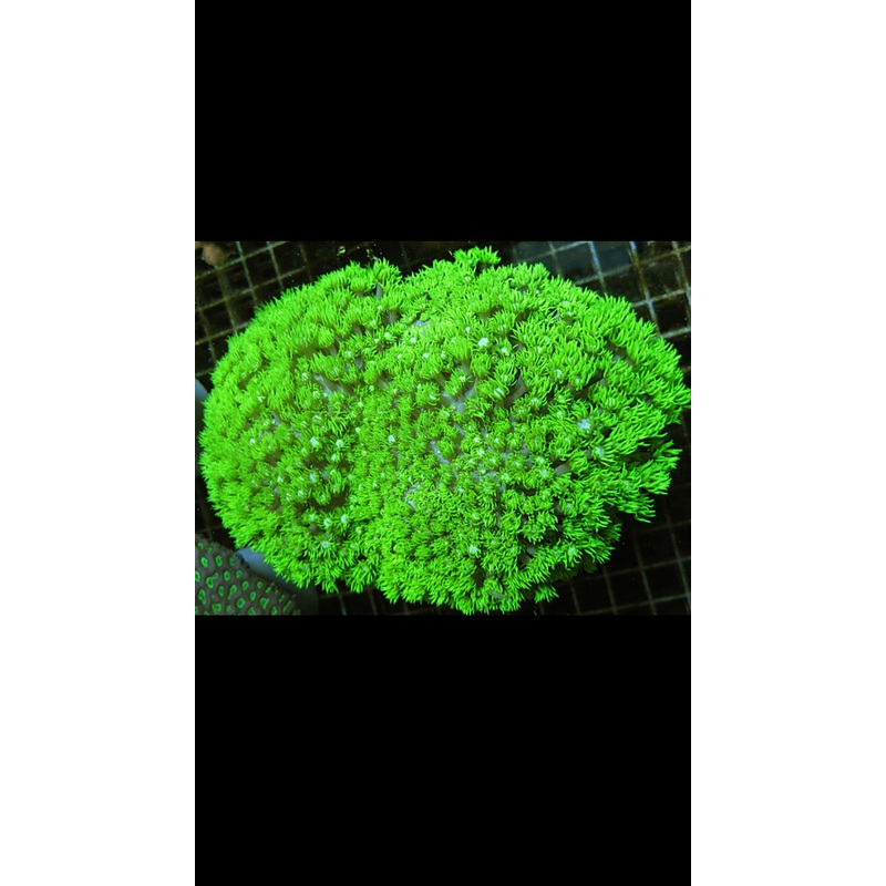 Toxic Green Goniopora