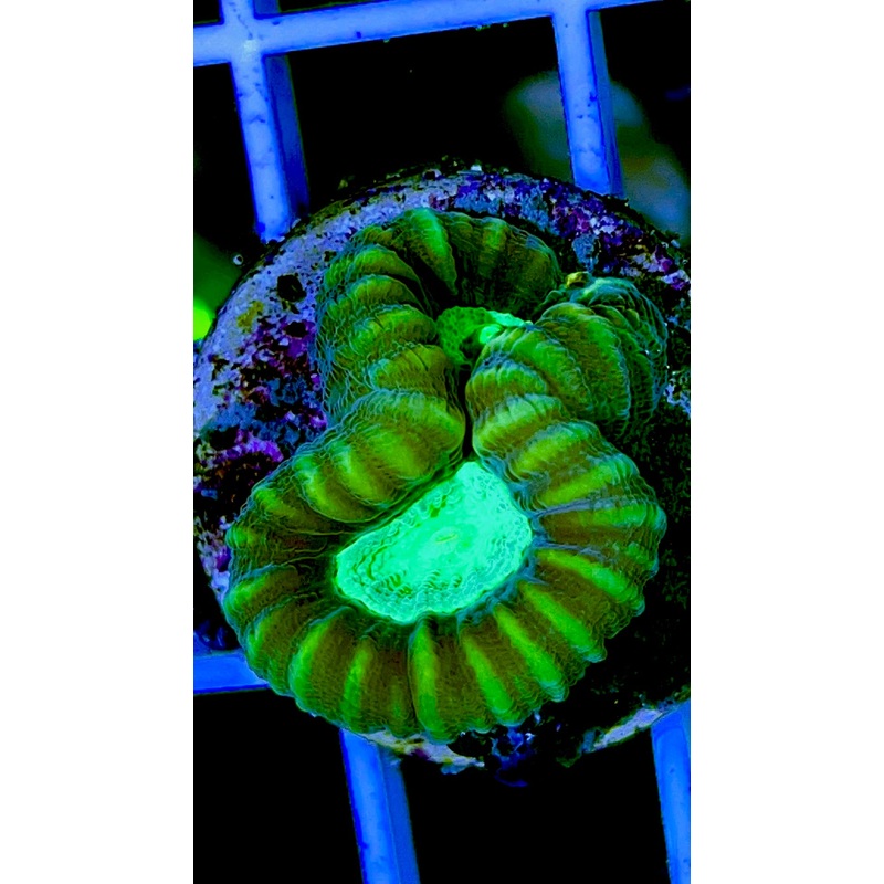 Toxic Spill Candy Cane