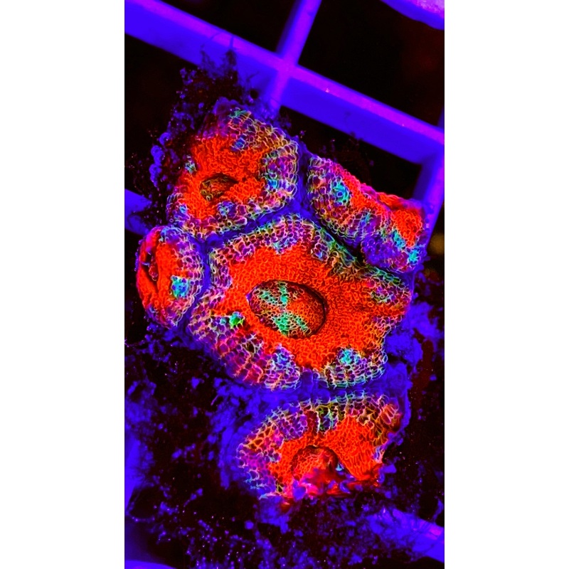 Ultra Rainbow Acan