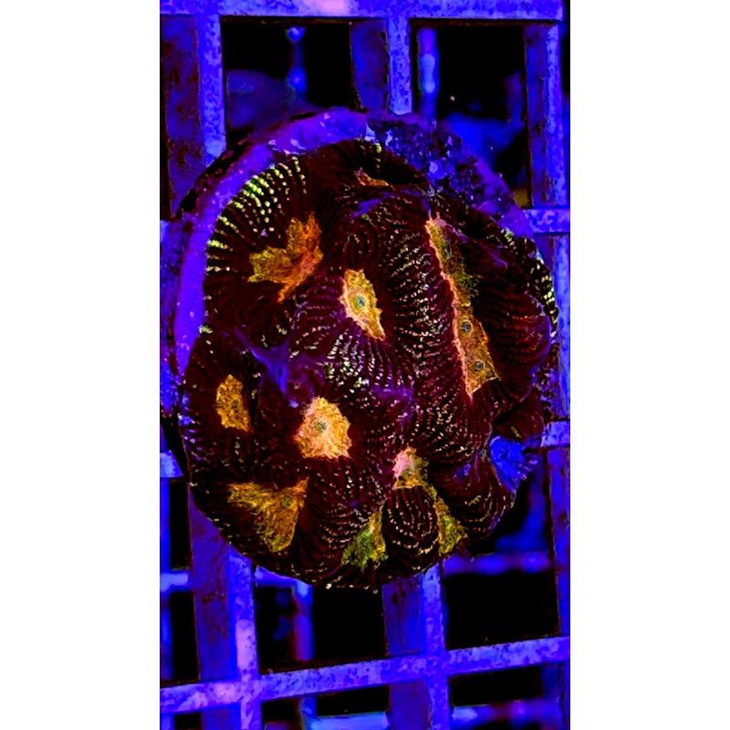 VA Orange Eye Platygyra