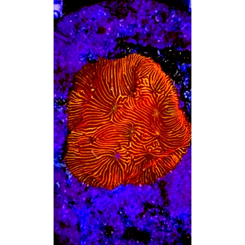 VA Red Leptoseris
