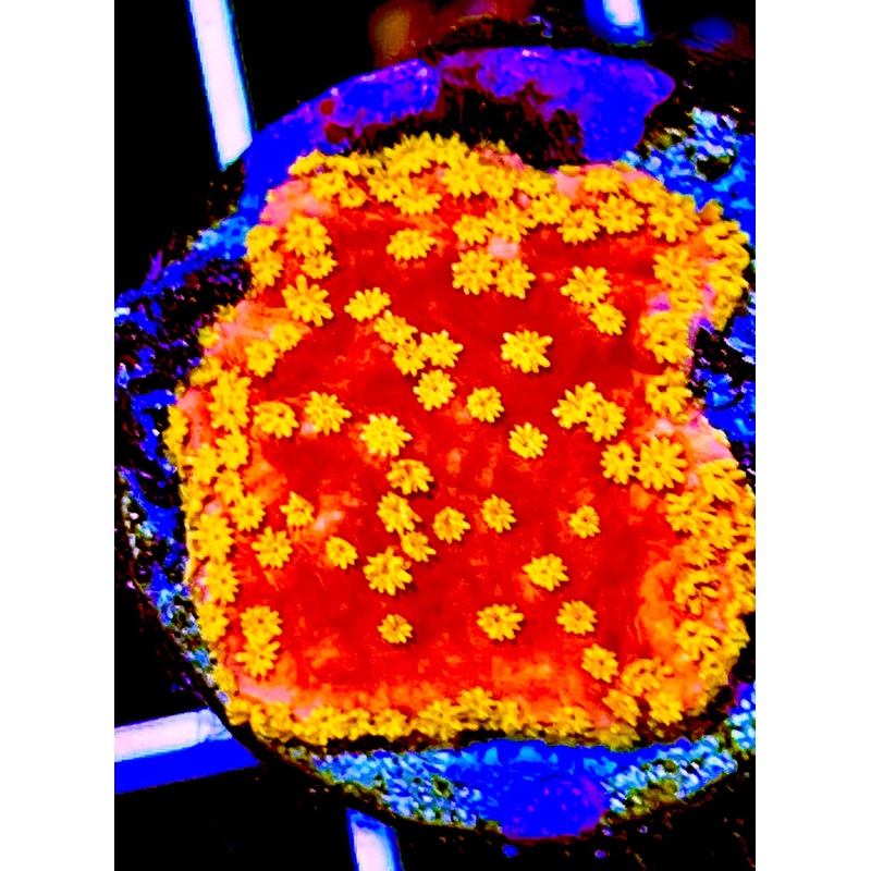 VA Sunburst Montipora