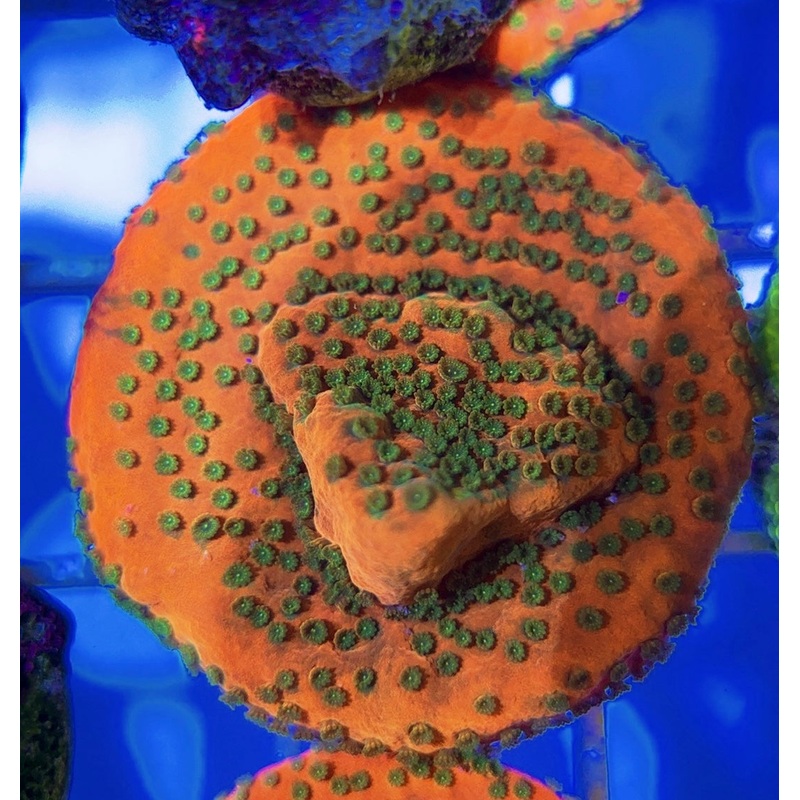 VA Sunset Montipora
