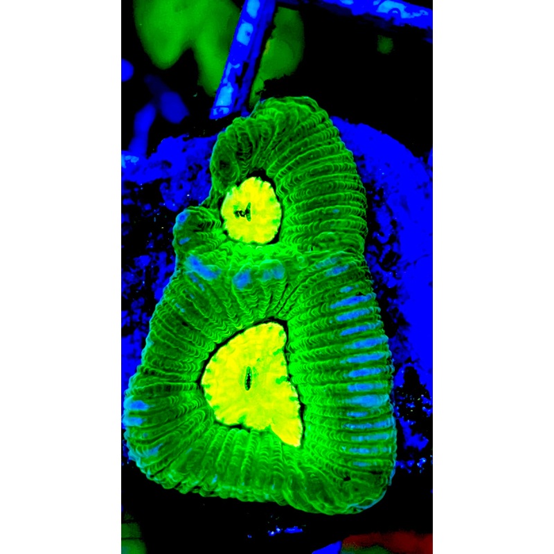 VA Toxic Green Goniastrea