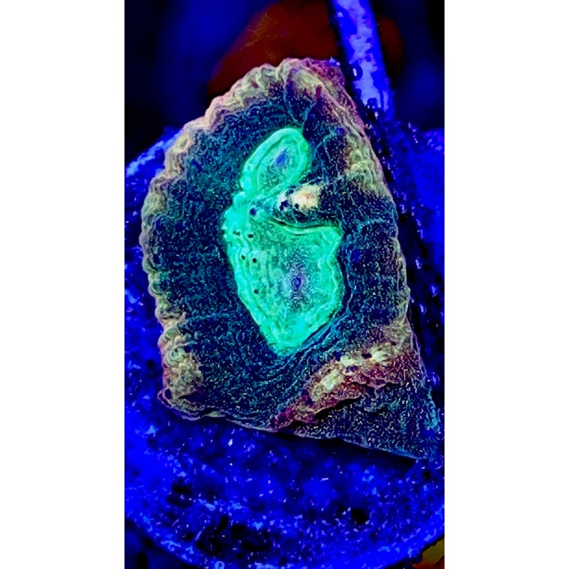 VA Tri-Color Favia
