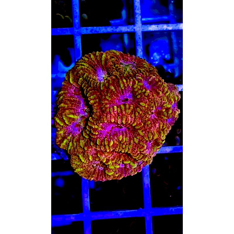 VA Ultra Pink Eye Favia
