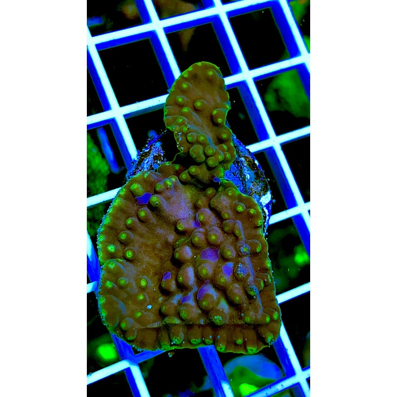 Yellow Tubinaria