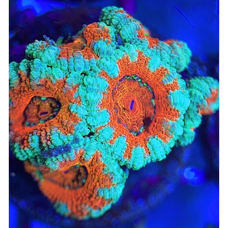 Acan Lordhowensis