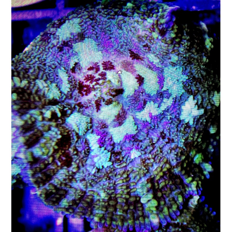 Tonga Blue Mushroom