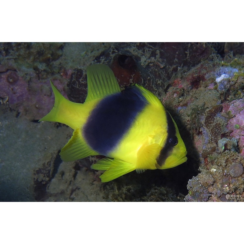 Two Bar Soapfish Size: ML 3" to 5"