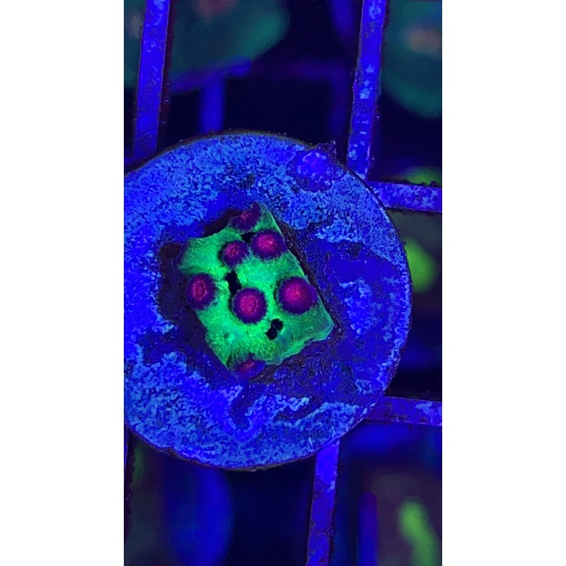 VA Alien Pox Cyphastrea