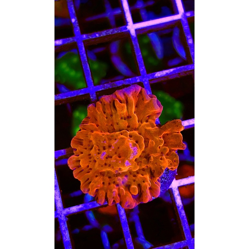 VA Slow Sun Burner Montipora