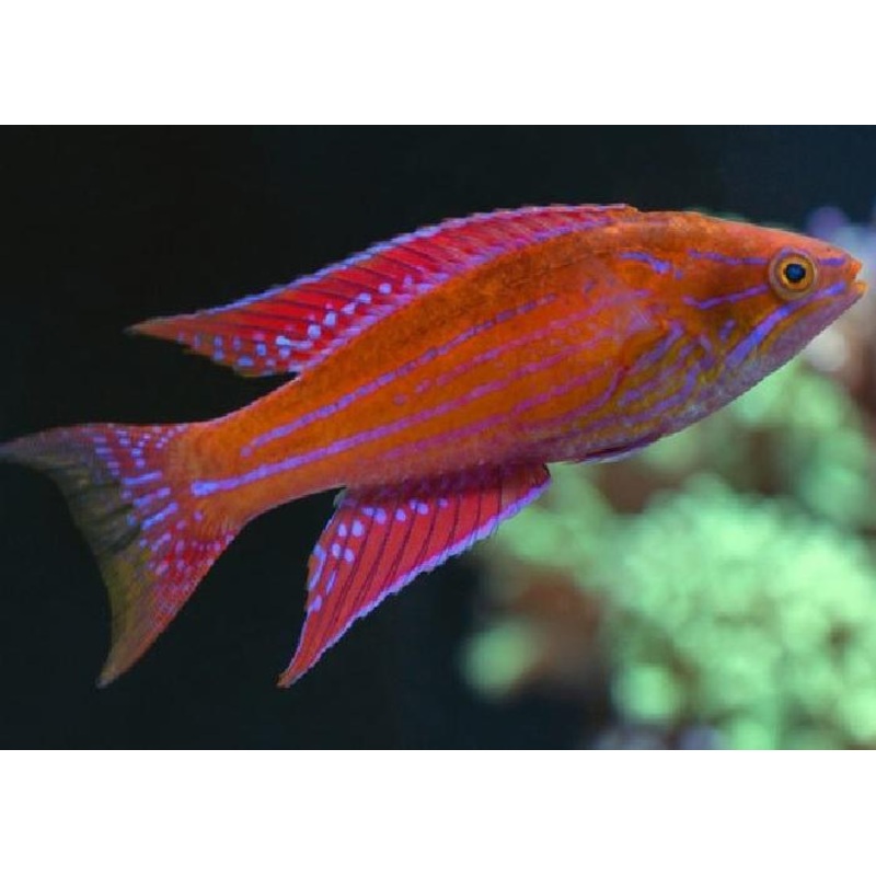 Angular Flasher Wrasse Size: Tiny 1" or Below