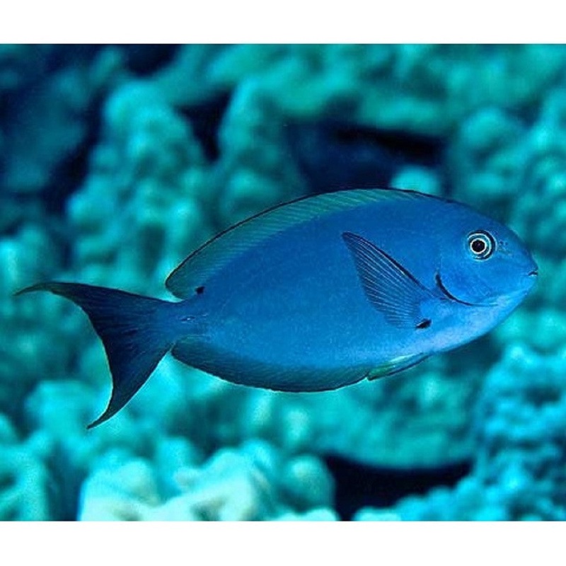 Thomson's Tang Size: M 2" to 3"