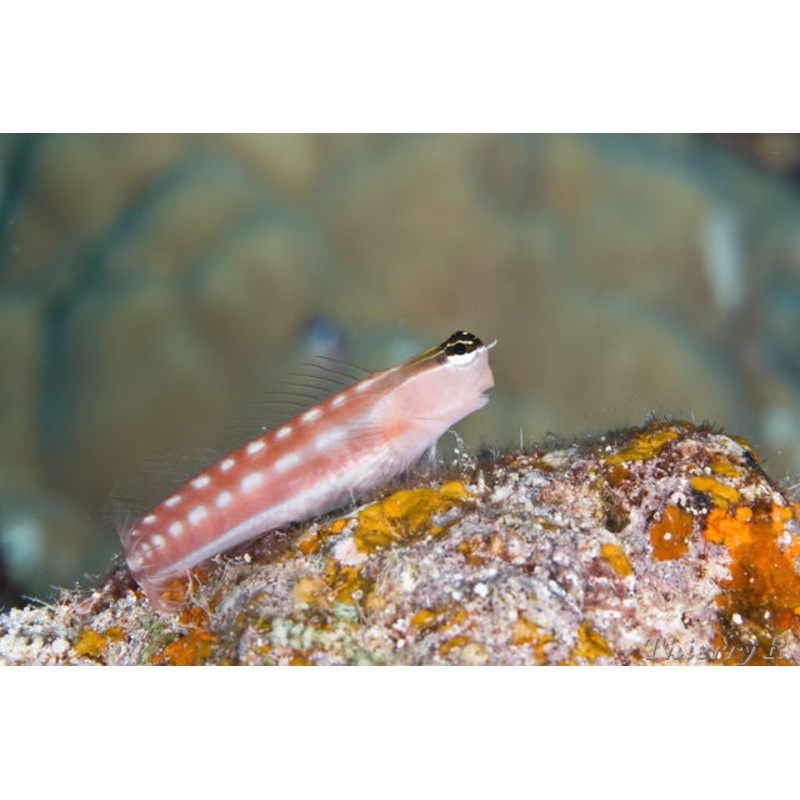 Tiger  Blenny