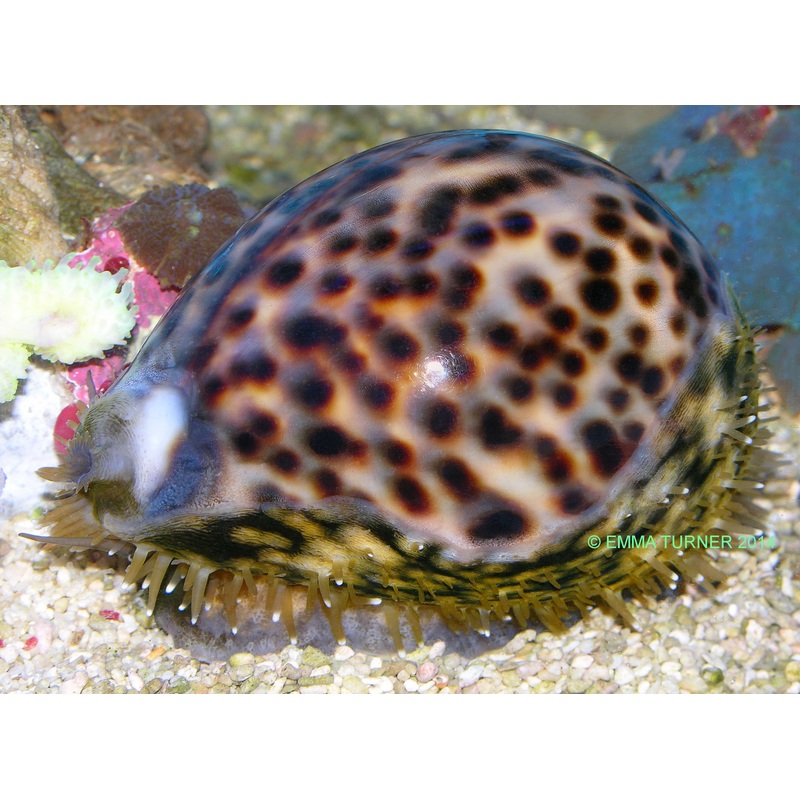 Tiger Cowrie Snail L