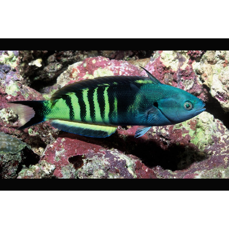 Torpedo Wrasse