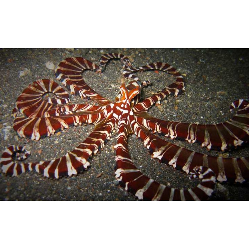 True Mimic Octopus (Rare) Size: M 7" to 10"
