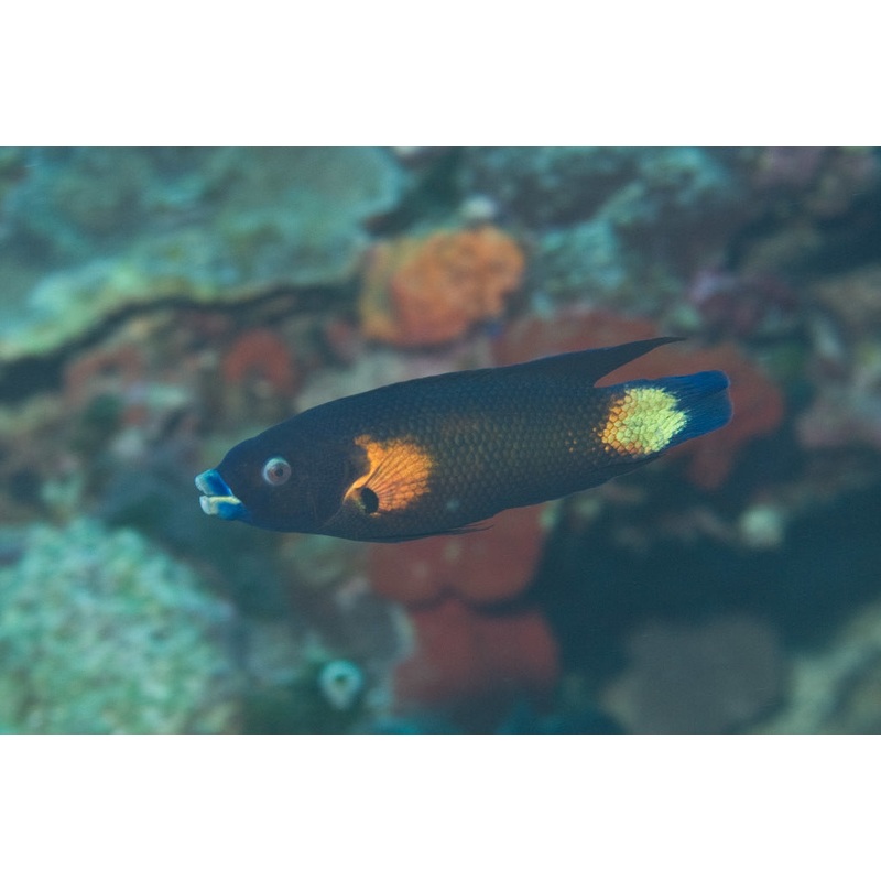 Tubelip Wrasse