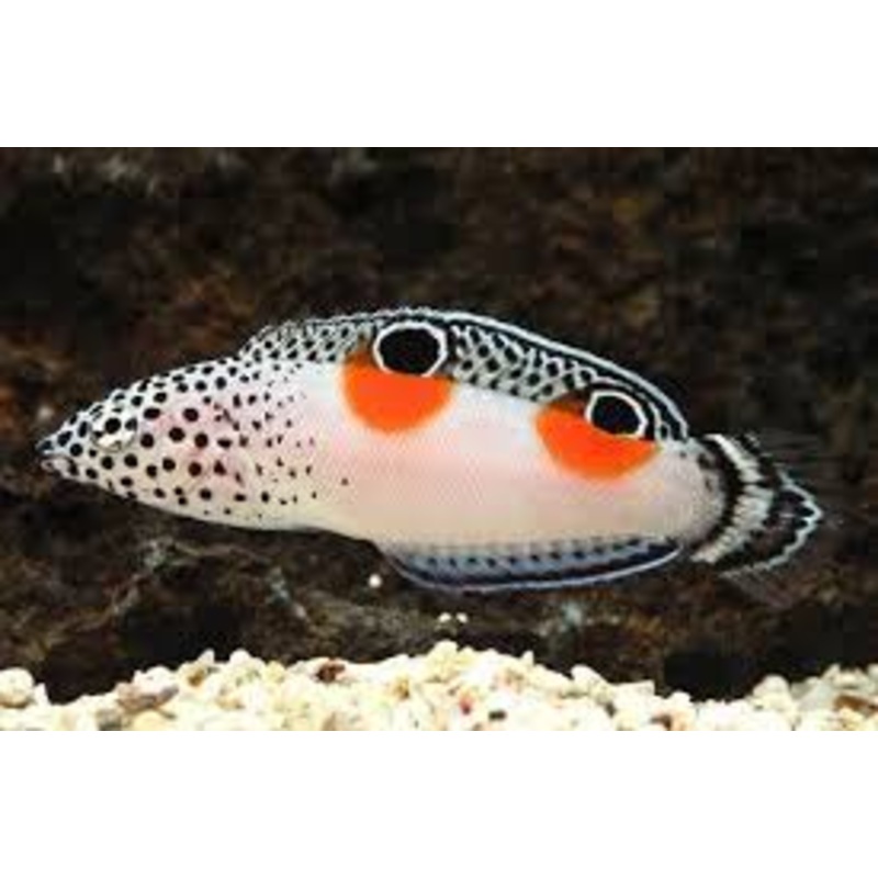 Twin Spot Juv Wrasse Size: M 2" to 3"