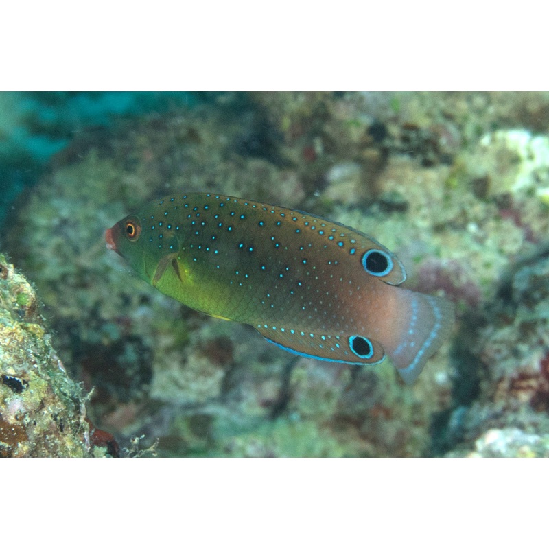 Twistii Leopard Wrasse
