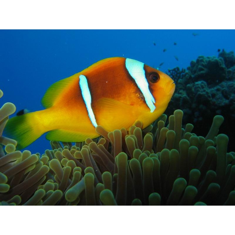 Two Banded Bicinctus Clownfish Size : Tiny 1" and below