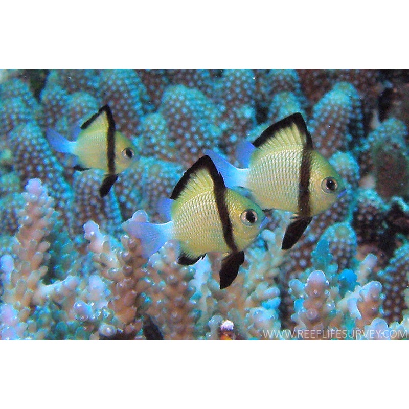 Two Stripe Damselfish