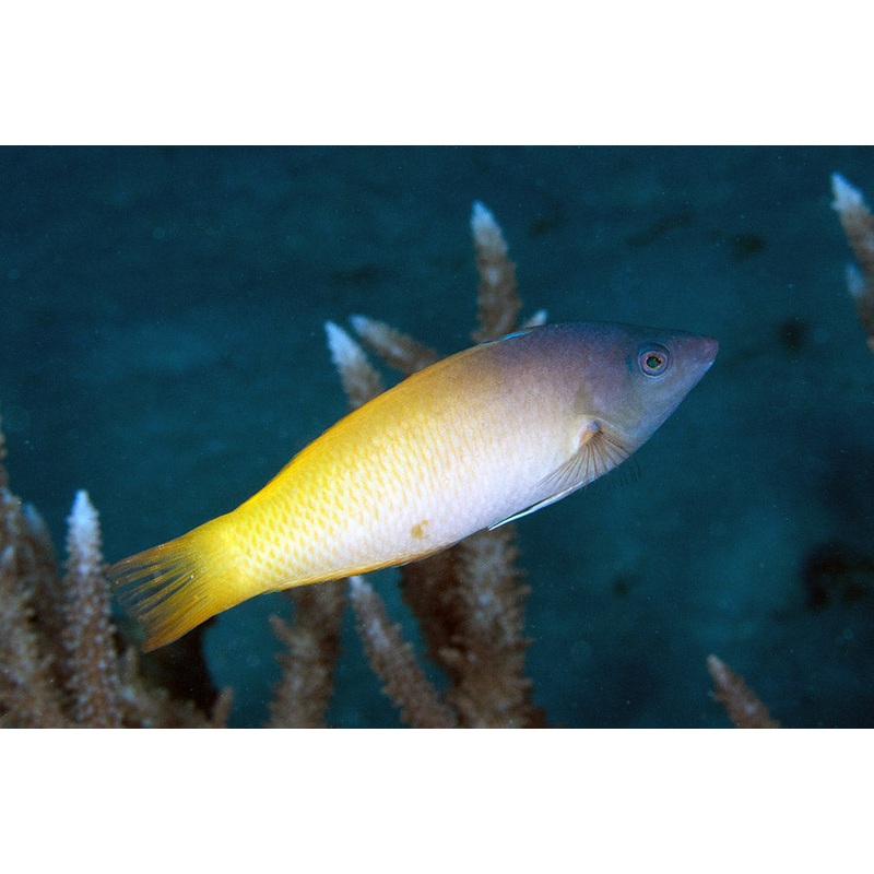 Two Tone Wrasse