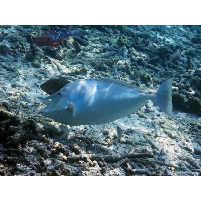Unicorn Tang Fish Show Size and Streamers (Maldives)