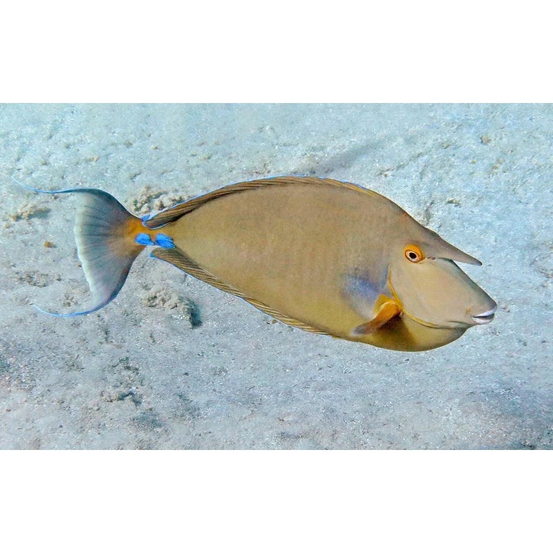 Unicorn Tang Size: ML 4" to 5"