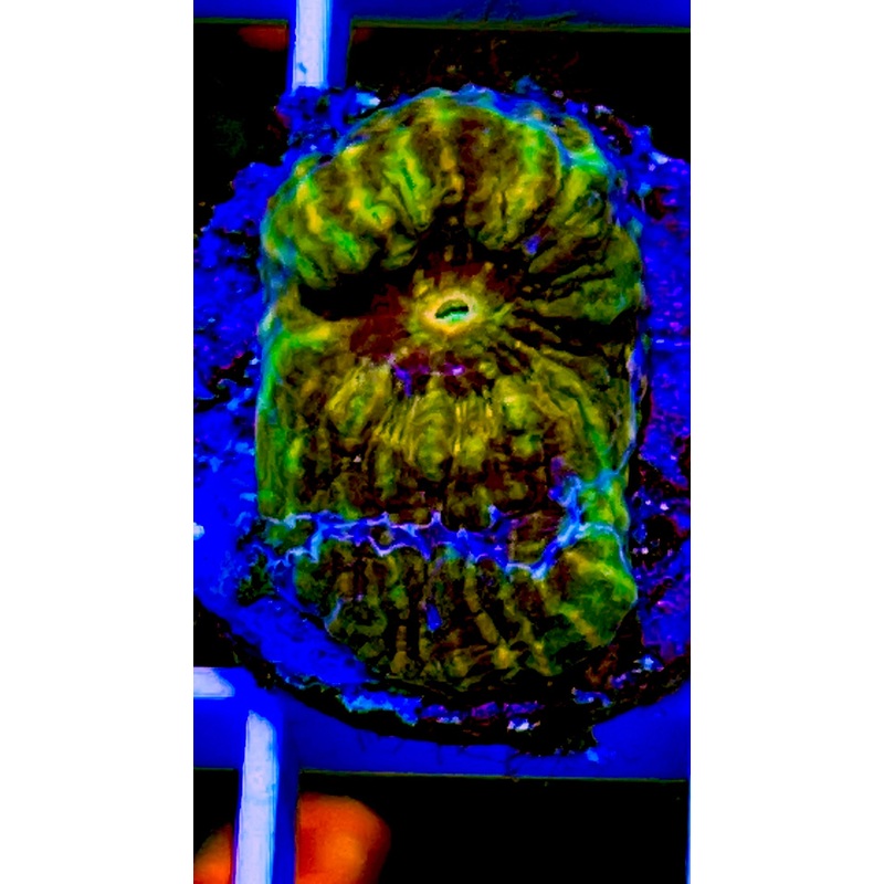 VA Electric Green Favia