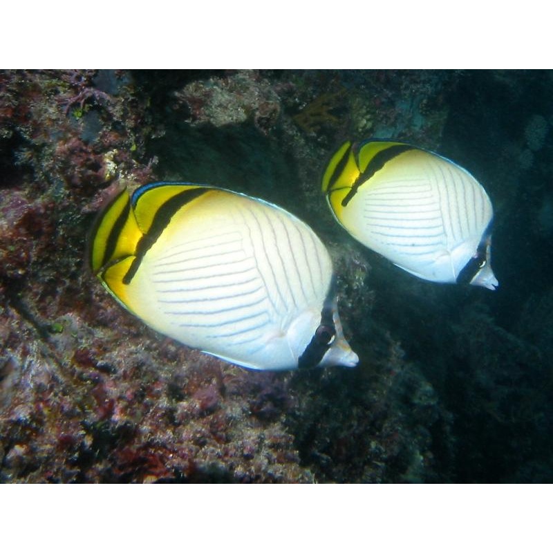 Vagabond Butterflyfish Size ML : 3" to 3.5"