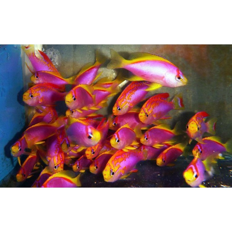 Ventralis Anthias