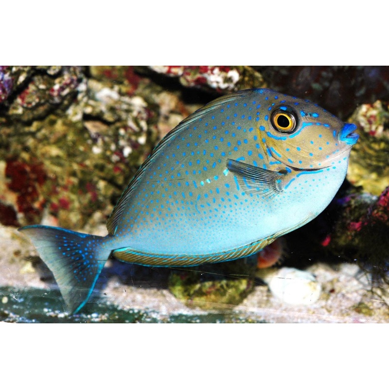 Vlamingi Unicorn Tang Size: ML 4" to 5"