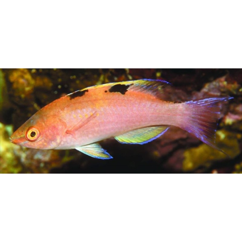 Walindi Fairy Wrasse Size: Tiny 1" or Below
