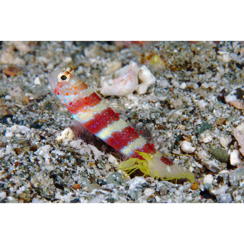 Wheeler's Bumblebee Shrimp Goby