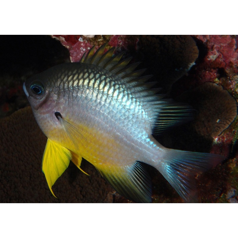White Belly Damsel